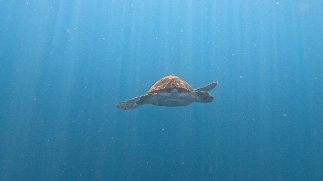 Rilasciata Andrea, la tartaruga marina salvata tra Sanremo e Genova: le spettacolari immagini
