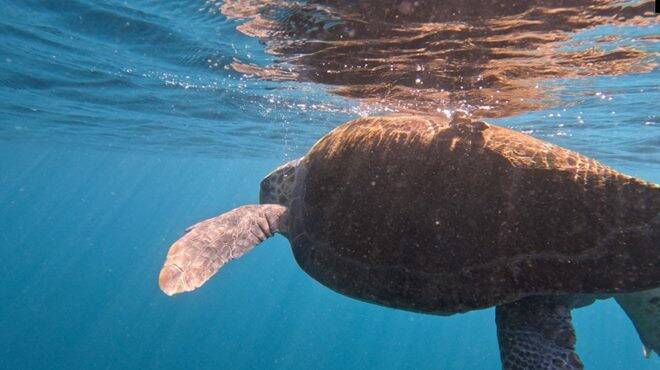 Rilasciata Andrea, la tartaruga marina salvata tra Sanremo e Genova: le spettacolari immagini