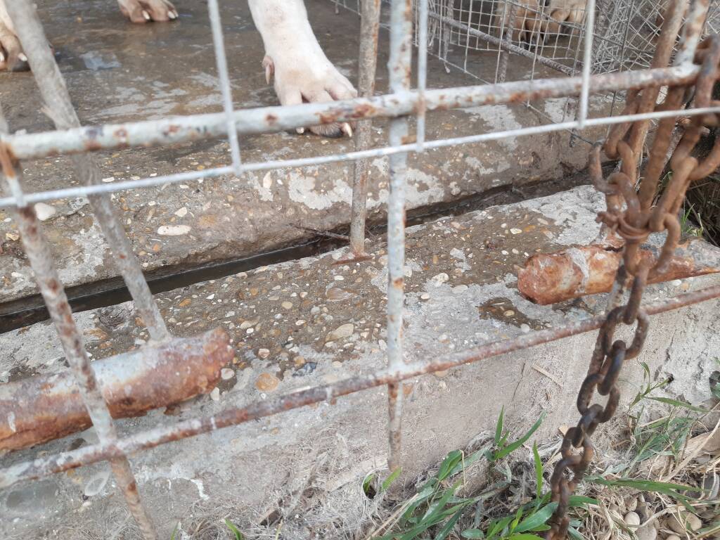 Ladispoli, scoperta choc: allevamento abusivo di cani a due passi dai binari