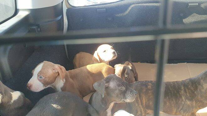 Cuccioli abbandonati sulla Pontina: la Polizia blocca il traffico e li salva