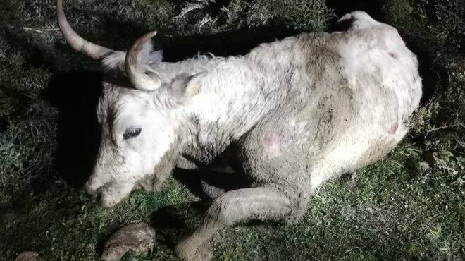 Santa Marinella, mucca resta impantanata in un fosso: salvata dai pompieri