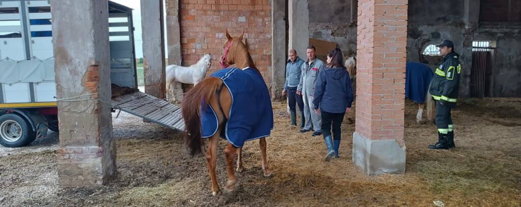 Alluvione in Emilia-Romagna, una raccolta fondi per aiutare gli animali