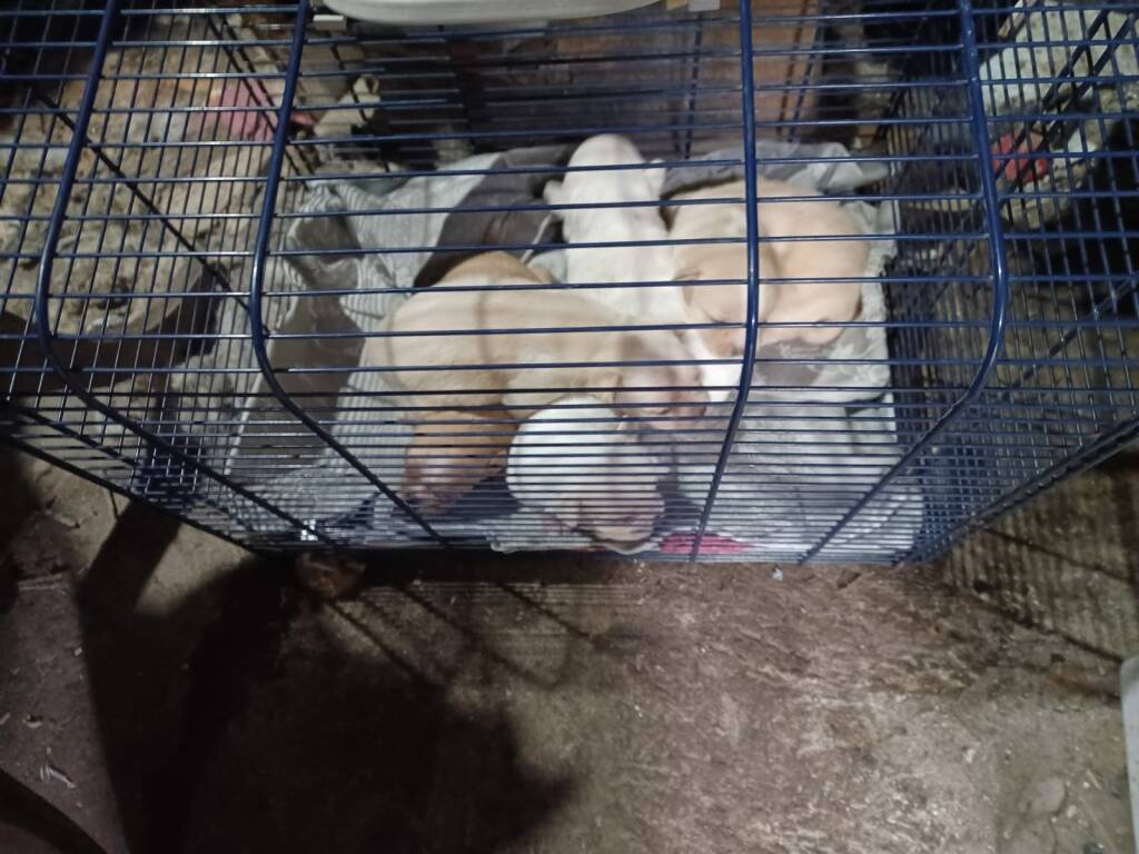 Tarquinia. Vivevano tra escrementi, rifiuti e solitudine: 20 cani strappati alla morte