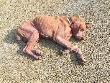 Fiumicino, cucciolo in fin di vita sulla pista ciclabile: salvato dai passanti