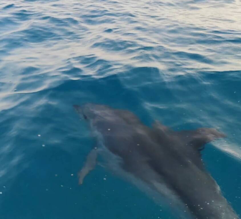 Delfino “gioca” a Tor San Lorenzo nelle acque pulite del litorale ardeatino