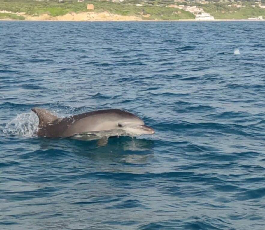 delfini lavinio