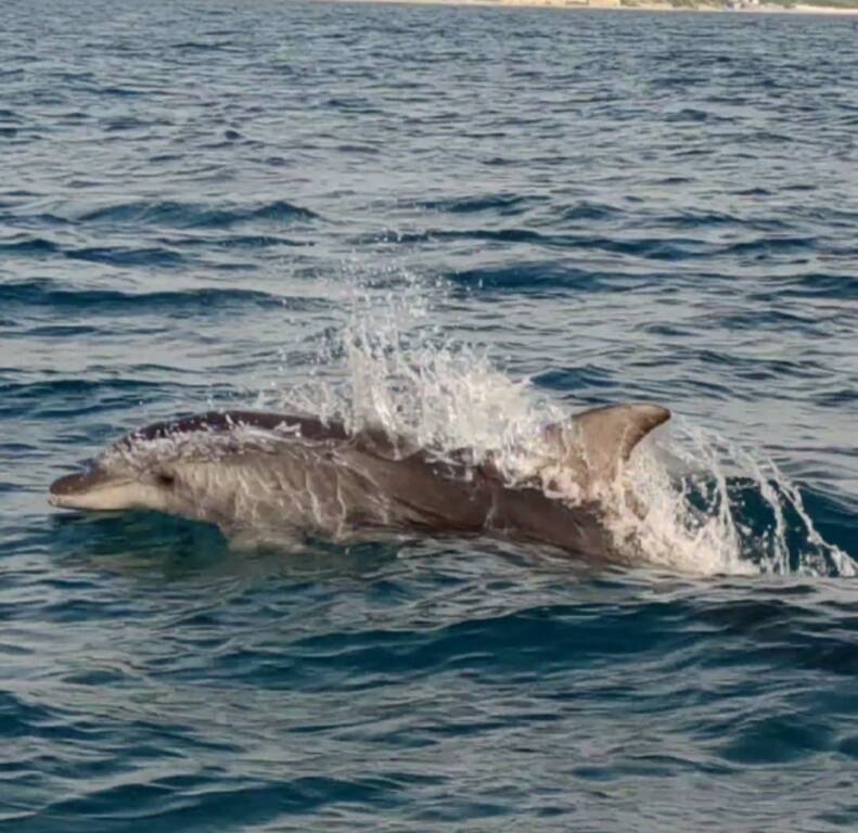 delfini lavinio