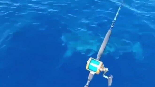 “Quello è uno squalo bianco… sarà lungo tre metri” – VIDEO