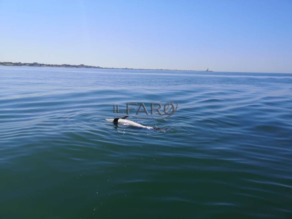 Fiumicino. Delfino trovato morto nei pressi di porto Canale: s&#8217;indaga sulle cause