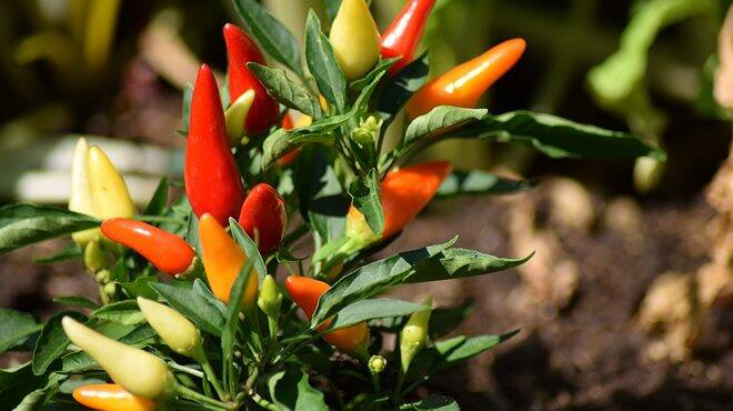 Fiumicino, “Peperoncino che Passione” a Torre Clementina: istituita la dtp