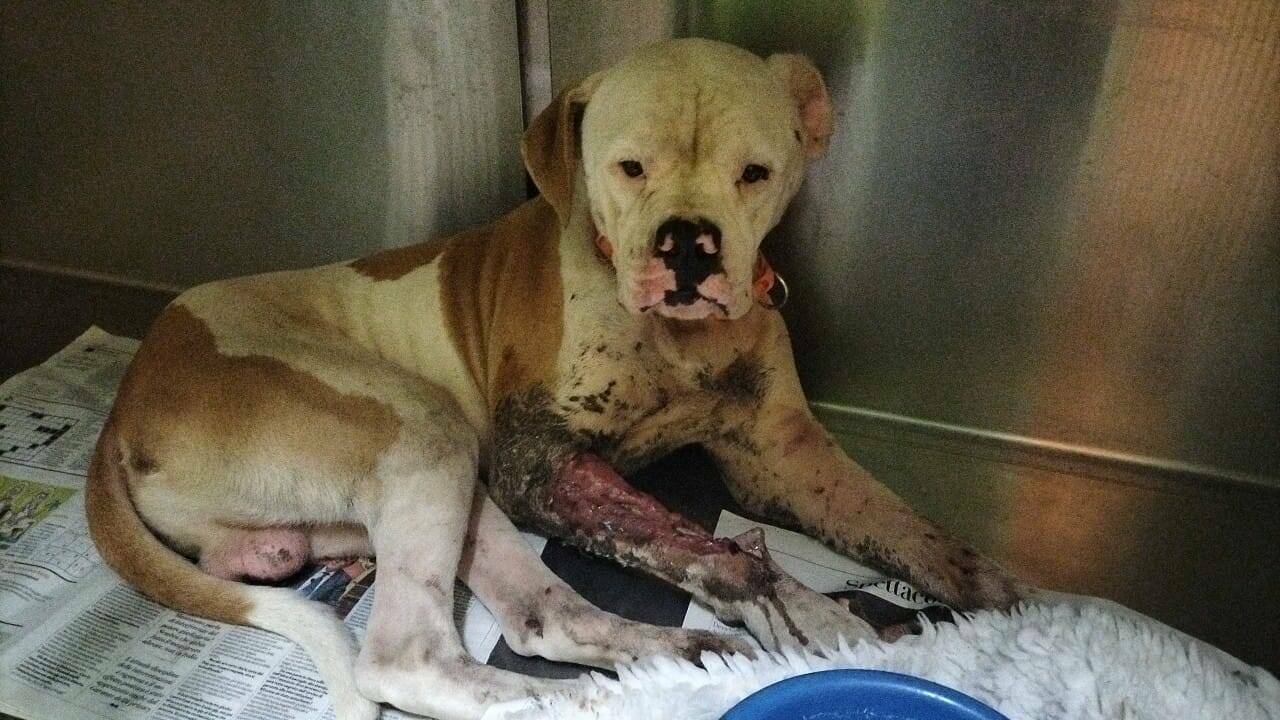 Cane in fin di vita legato ad un palo: orrore alle porte di Roma