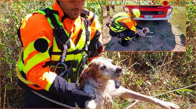Salvataggio commovente: i vigili del fuoco recuperano Rudy, un cane in difficoltà dentro un canale