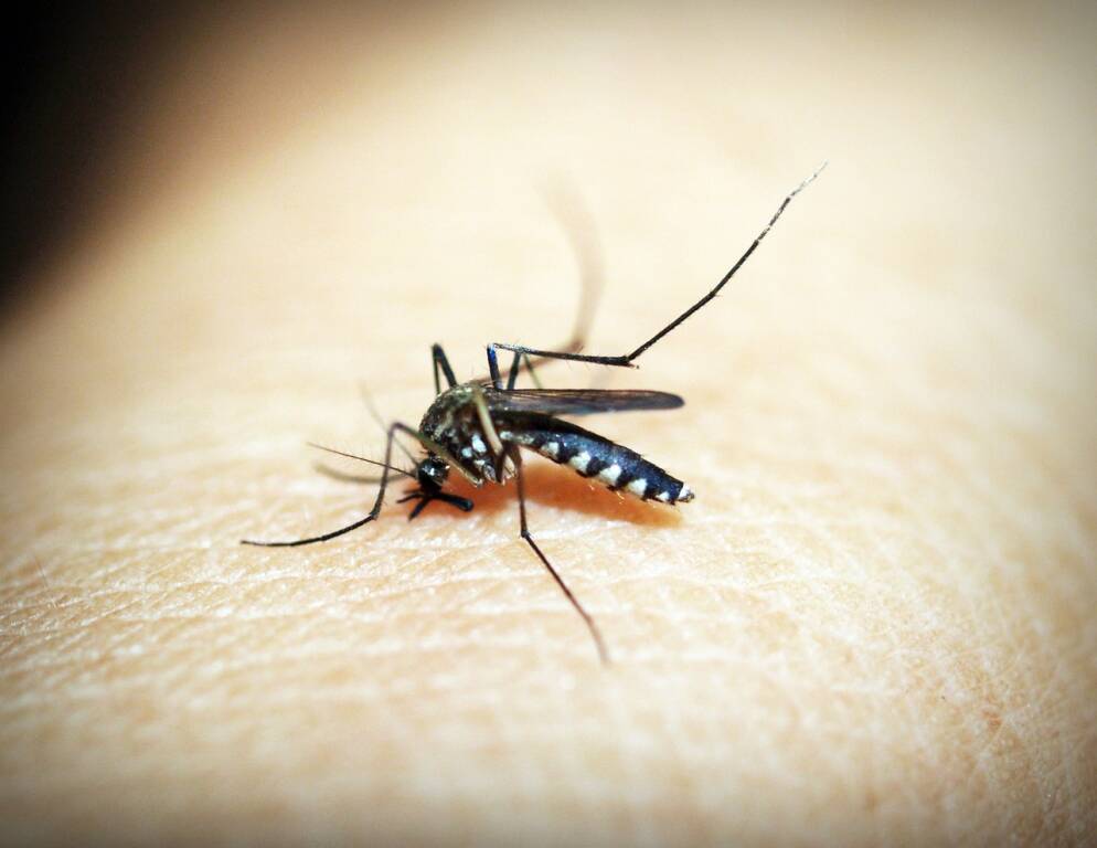 Un caso di febbre di Dengue al Circeo: scatta la disinfestazione straordinaria