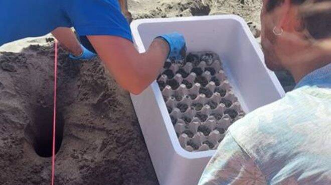 Latina, trovato il nido delle 5 piccole tartarughe: sono 74 le uova di Caretta caretta
