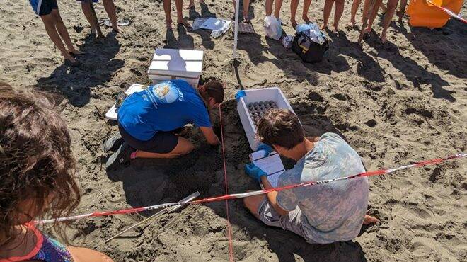 Latina, trovato il nido delle 5 piccole tartarughe: sono 74 le uova di Caretta caretta