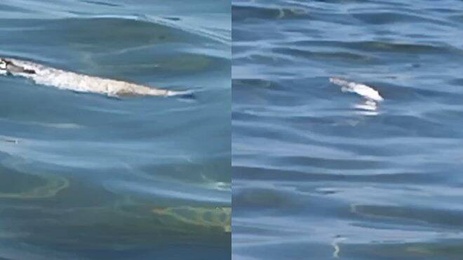 Pesci morti nel mare di Ostia: allarme alla spiaggia Senape