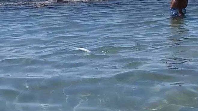 Pesci morti nel mare di Ostia: allarme alla spiaggia Senape