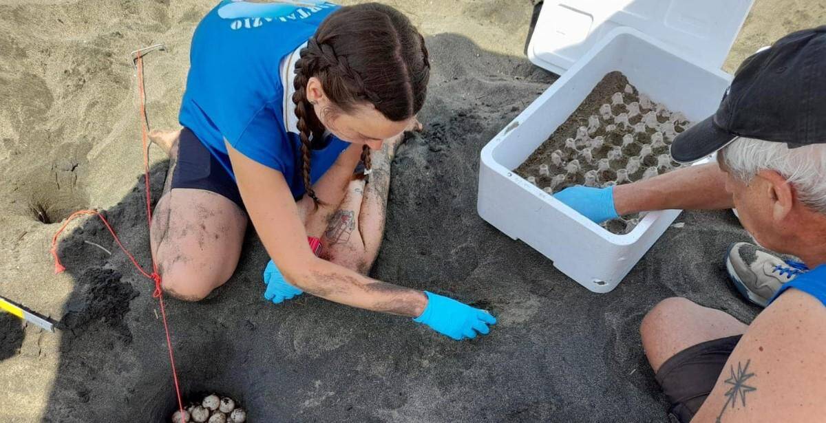 Le spiagge del Lazio una casa sicura per le tartarughe marine