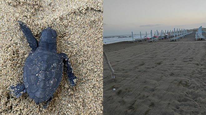 Nate 5 piccole tartarughe sulla spiaggia di Latina: la scoperta di una bambina di 11 anni