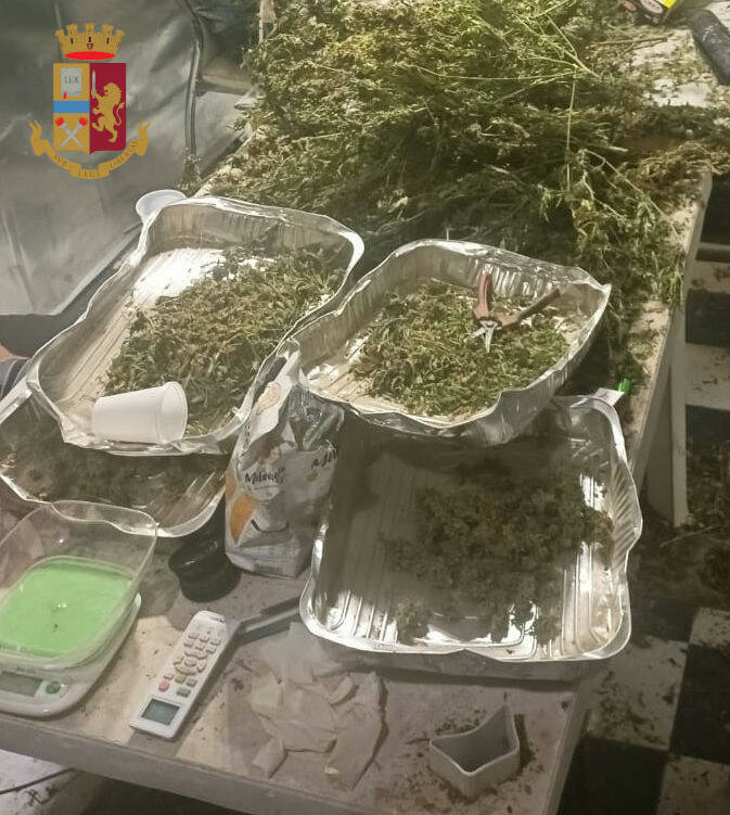 Anzio, scoperto un capannone per la lavorazione della marijuana: sequestrati 97 chili di droga