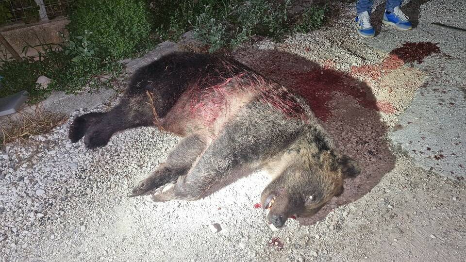 Uccisa a fucilate l’orsa Amarena. Era il simbolo del parco nazionale d’Abruzzo