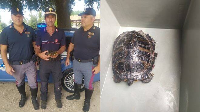 Tartaruga Latina Polizia 