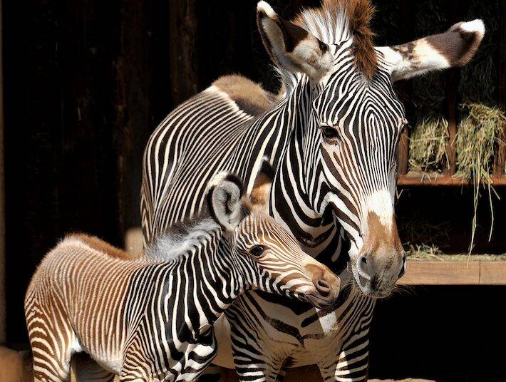 Fiocco rosa al Bioparco di Roma: è nata una rarissima zebra