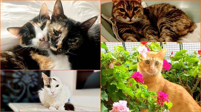 L’Odv “Scacco Gatto” lancia il Calendario 2024 a sostegno dei felini