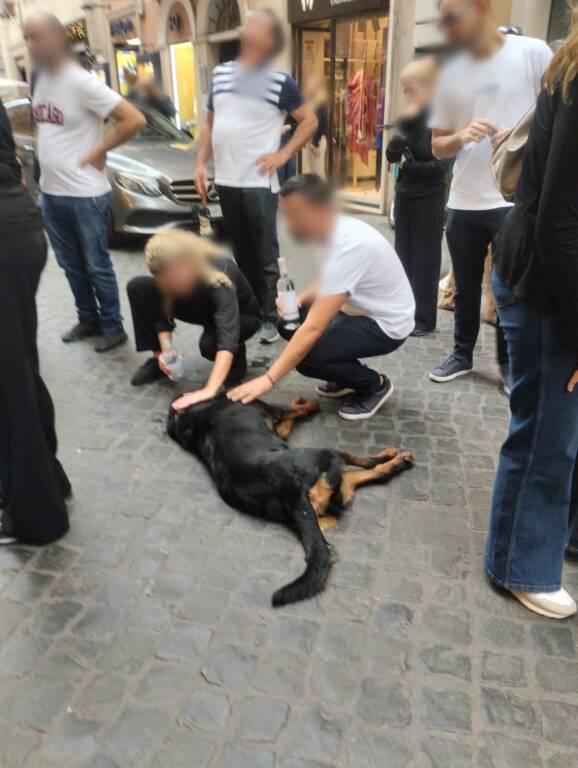 Caos a Piazza di Spagna: cane precipita dalla finestra e muore, nel cadere colpisce una ragazza, ora ricoverata