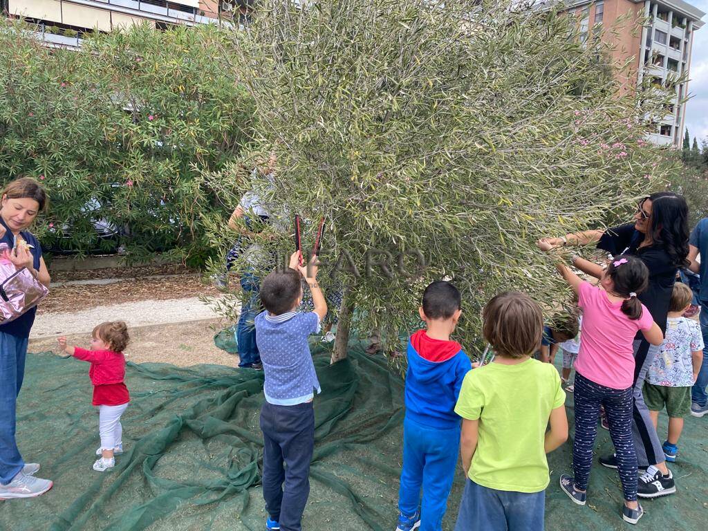 C’era una volta un ulivo generoso… al Parco delle Idee