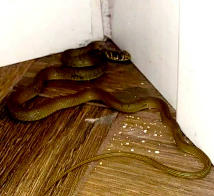 “Aiuto! C’è un serpente in casa!” Momenti di terrore a Monteverde