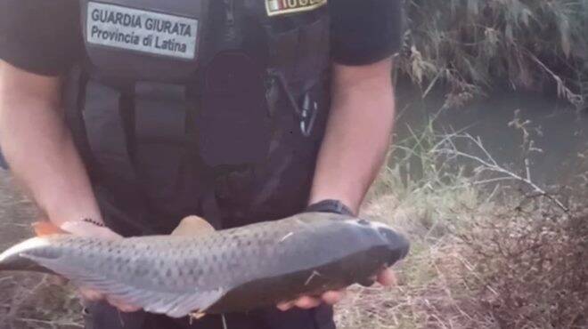 Pescatori di frodo a “Rio Martino”: l’operazione antibracconaggio delle guardie ittiche