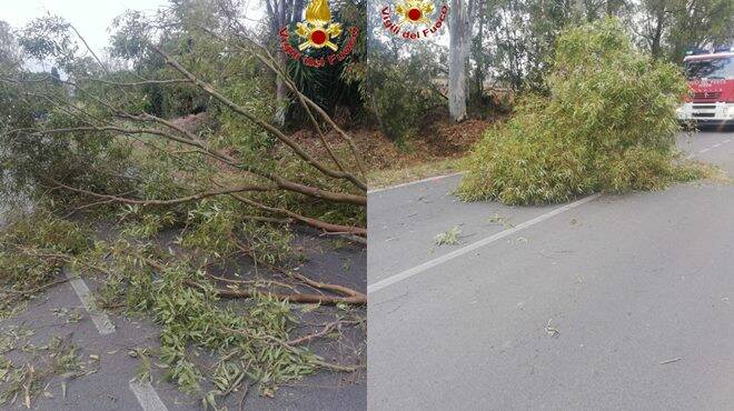 Tragedia sfiorata a Civitavecchia: ramo cade e colpisce una motociclista