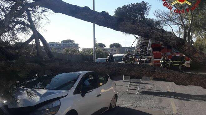 Ostia, pino marittimo crolla su un’auto in sosta