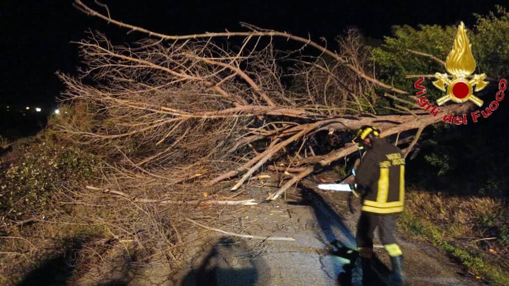 Santa Marinella, albero rischia di crollare sulla strada. I pompieri lo abbattono