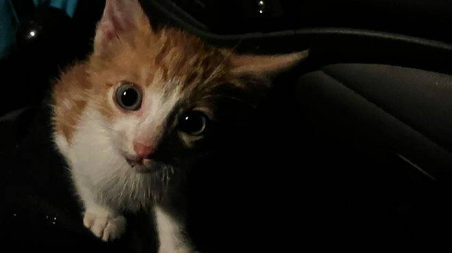 Fiumicino, gattino salvato dalla tormenta: un sondaggio social per scegliere il nome