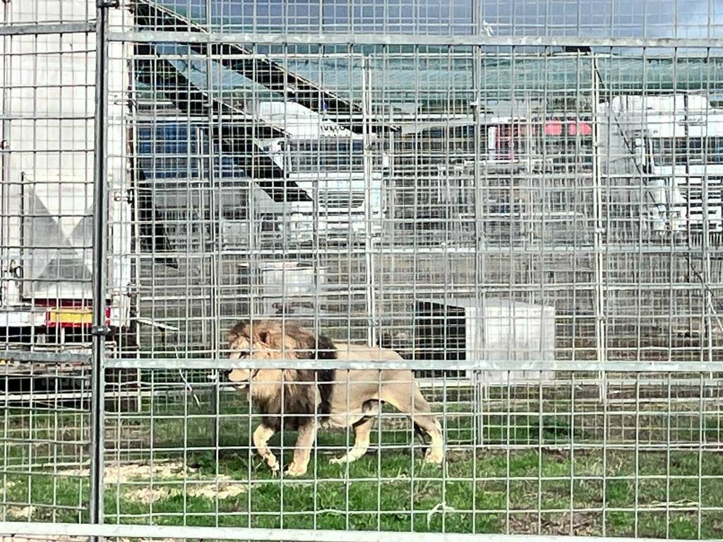 leone circo Ladispoli