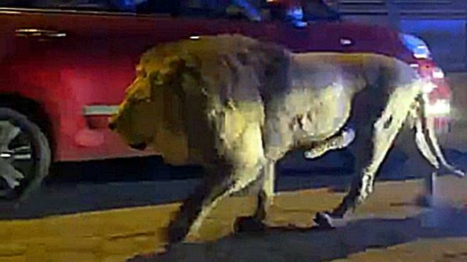 Ladispoli, caccia al leone fuggito: elicotteri e raggi infrarossi per catturarlo