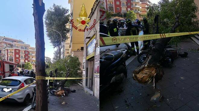 Tragedia a Roma: anziana muore schiacciata da un albero