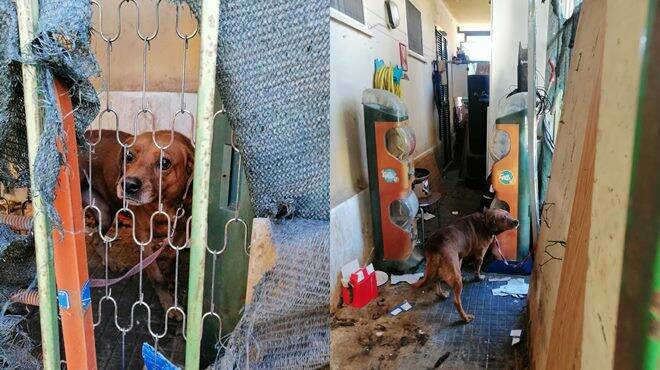 Acilia, segregato e legato a catena fra gli escrementi: cane salvato dalle guardie zoofile