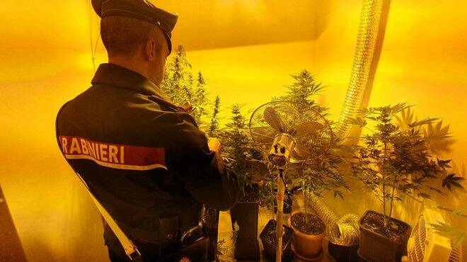 Roma, marijuana “home made”: scoperta serra indoor