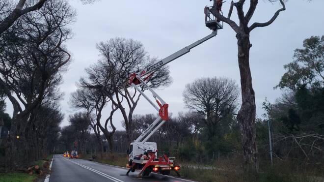 Ostia, Via di Castel Fusano chiusa al traffico: in corso la bonifica dalla cocciniglia