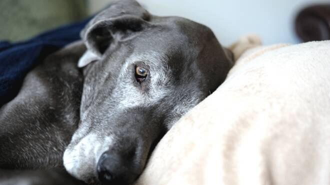 “Dona una coperta al canile”, l’appello di Animal Protection per proteggere cani e gatti dal freddo