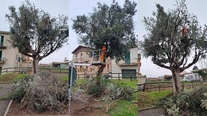 Cerveteri, potature e manutenzione per gli olivi del Granarone e del Parco della Legnara 