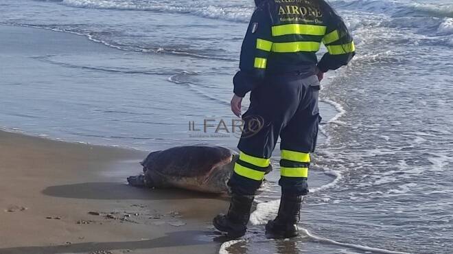 Tartaruga marina trovata morta sulla spiaggia di Ardea