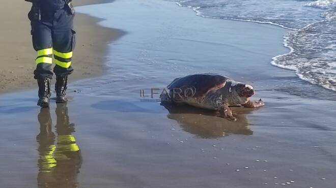 Tartaruga marina trovata morta sulla spiaggia di Ardea