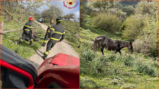 Salvataggio a Civitavecchia: i Vigili del Fuoco liberano un cavallo impigliato nel filo spinato