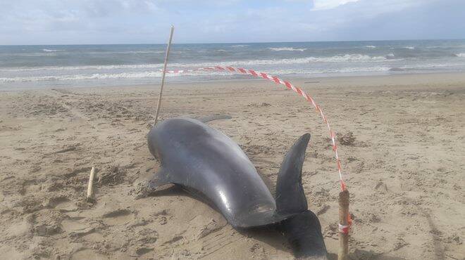 Delfino di due metri trovato morto sulla spiaggia di Ardea