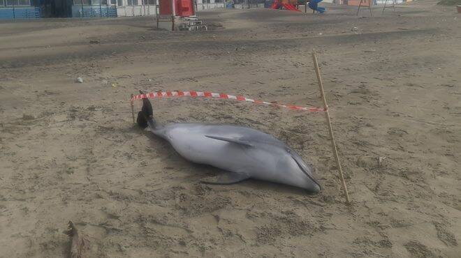 Delfino di due metri trovato morto sulla spiaggia di Ardea