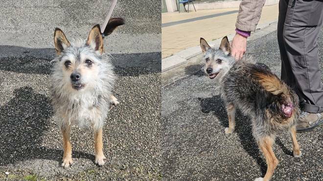 La triste storia di Leopoldo, simil-terrier di Fiumicino abbandonato perché ammalato